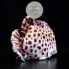 Jouet Peluche Réaliste Poissons du Lagon et Récifal 20cm 8in - Couleurs Lagon - spotted scat arriere droit