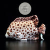 Jouet Peluche Réaliste Poissons du Lagon et Récifal 20cm 8in - Couleurs Lagon - spotted scat