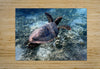Tortue Aquarelle de Nouvelle Caledonie Grand Format - Couleurs Lagon