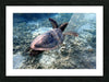 Tortue Aquarelle de Nouvelle Caledonie Grand Format - Couleurs Lagon