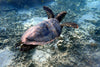 Tortue Aquarelle de Nouvelle Caledonie Grand Format - Couleurs Lagon