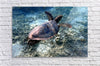 Tortue Aquarelle de Nouvelle Caledonie Grand Format - Couleurs Lagon