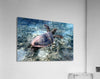 Tortue Aquarelle de Nouvelle Caledonie Grand Format - Couleurs Lagon