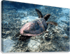 Tortue Aquarelle de Nouvelle Caledonie Grand Format - Couleurs Lagon