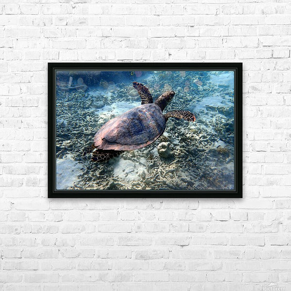 HD Metal print - Tortue Aquarelle de Nouvelle Caledonie Grand Format - Couleurs Lagon