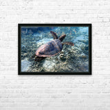 HD Metal print - Tortue Aquarelle de Nouvelle Caledonie Grand Format - Couleurs Lagon