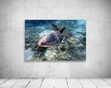 roll canva - Tortue Aquarelle de Nouvelle Caledonie Grand Format - Couleurs Lagon