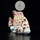 Jouet Peluche Réaliste Poissons du Lagon et Récifal 20cm 8in - Couleurs Lagon - spotted scat avant droit