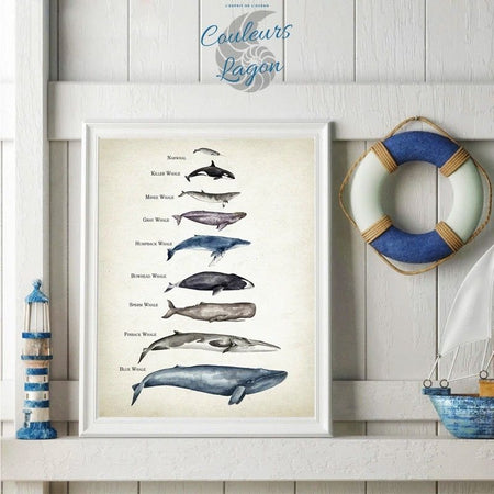 Tableau de Comparaison des Tailles de Baleine Impression d'Art - Couleurs Lagon