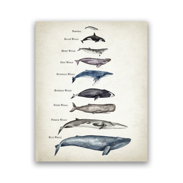 Tableau de Comparaison des Tailles de Baleine Impression d'Art - Couleurs Lagon