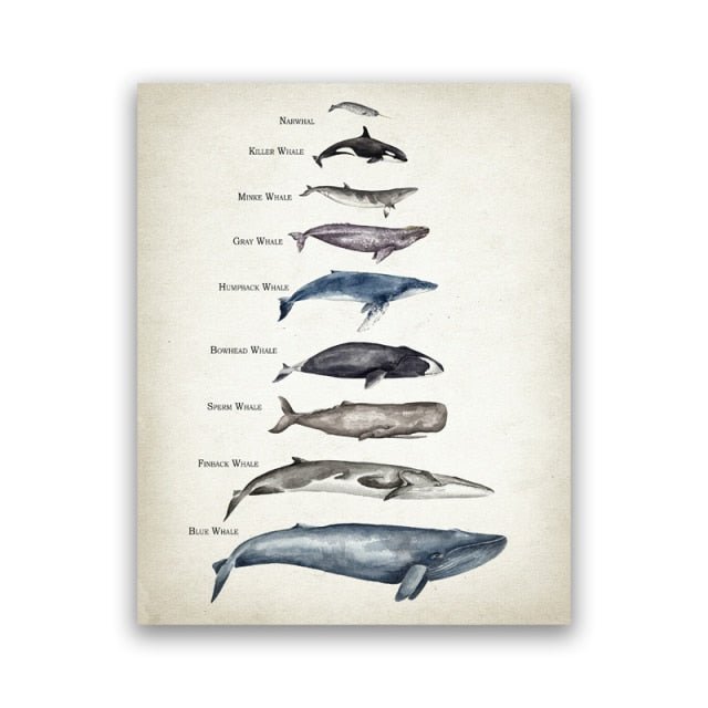 Tableau de Comparaison des Tailles de Baleine Impression d'Art - Couleurs Lagon