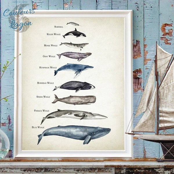 Tableau de Comparaison des Tailles de Baleine Impression d'Art - Couleurs Lagon