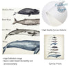 Tableau de Comparaison des Tailles de Baleine Impression d'Art - Couleurs Lagon