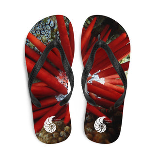 Tongs Couleurs Lagon OURSIN CRAYON ROUGE - Couleurs Lagon