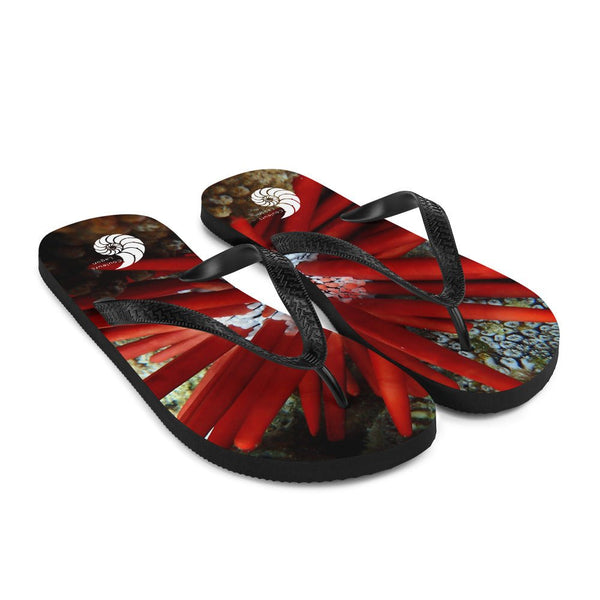 Tongs Couleurs Lagon OURSIN CRAYON ROUGE - Couleurs Lagon