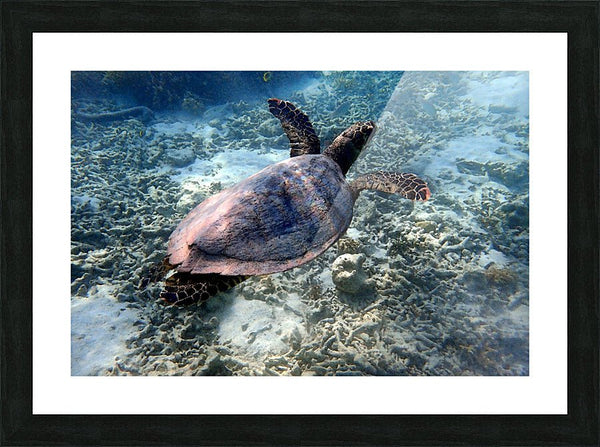 Tortue Aquarelle de Nouvelle Caledonie Grand Format - Couleurs Lagon