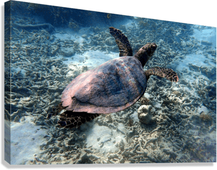 Tortue Aquarelle de Nouvelle Caledonie Grand Format - Couleurs Lagon