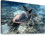 Tortue Aquarelle de Nouvelle Caledonie Grand Format - Couleurs Lagon
